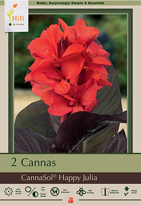 Canna Lily 'Happy Julia'