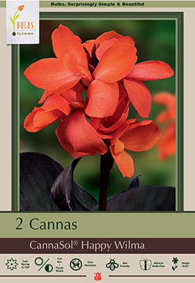 Canna Lily 'Happy Wilma