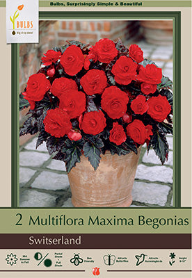 Begonia 'Maxima Switserland'