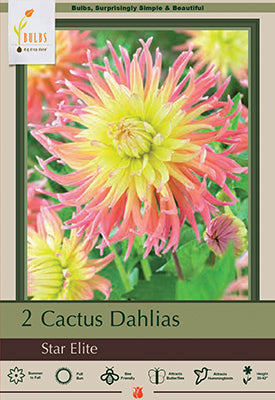 Dahlia Cactus 'Star Elite'