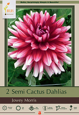 Dahlia Semi-Cactus 'Jowey Morris'