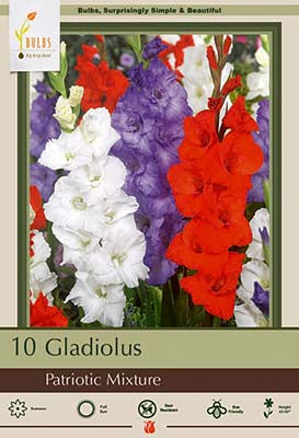 Gladiolus 'Patriotic Mixture'