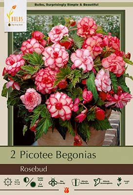 Begonia 'Picotee Rosebud' (Red & White)