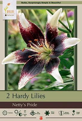 Lilium Asiatic 'Netty's Pride'