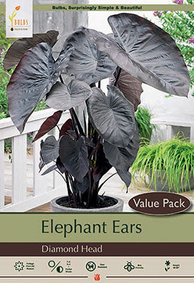 Elephant Ear 'Diamond Head'