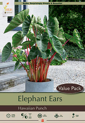 Elephant Ear 'Hawaiian Punch'