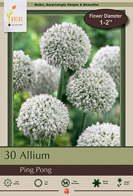 Allium 'Ping Pong'