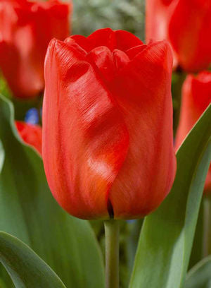 Tulip 'Red Impression'