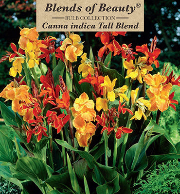 Canna Lily 'Tall Blend'