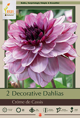 Dahlia Decorative 'Créme de Cassis'