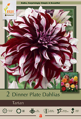 Dahlia Dinner Plate 'Tartan'