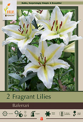 Lilium Oriental 'Baferrari'