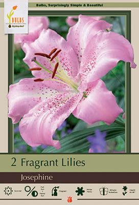 Lilium Oriental 'Josephine'