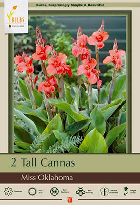 Canna Lily 'Miss Oklahoma'