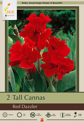 Canna Lily 'Red Dazzler'