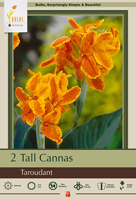 Canna Lily 'Taroudant'