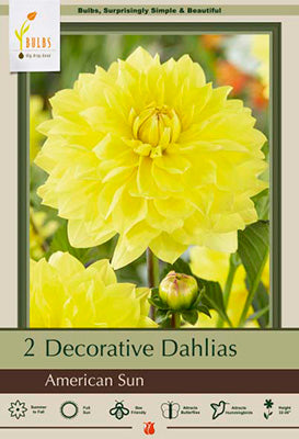 Dahlia Decorative 'American Sun'