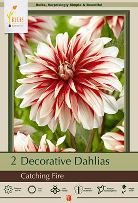 Dahlia Decorative 'Catching Fire'