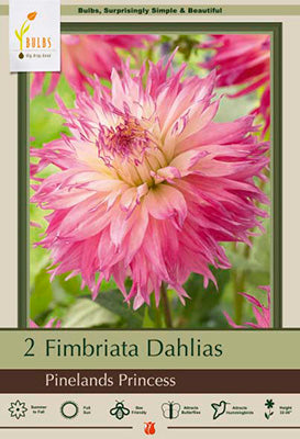 Dahlia Fimbriata 'Pinelands Princess'