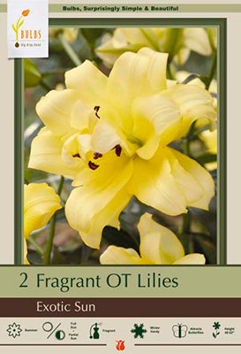 Lilium Oriental Trumpet 'Exoctic Sun'