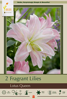 Lilium Oriental 'Lotus Queen'