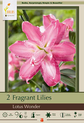 Lilium Oriental 'Lotus Wonder'