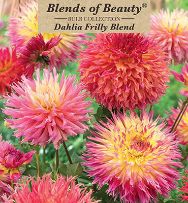 Blends of Beauty Dahlia Fimbriata 'Frilly Blend'