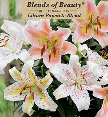 Lilium Oriental 'Popsicle Blend'