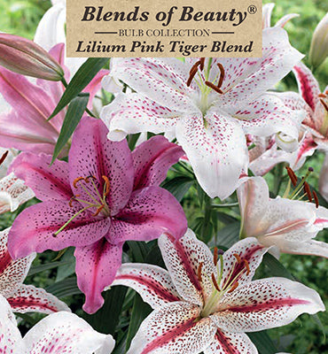 Lilium Tigrinum 'Pink Tiger Blend'