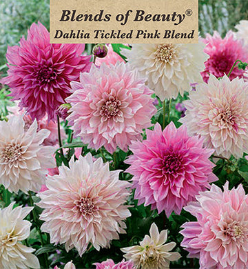 Dahlia Dinner Plate 'Tickled Pink Blend'