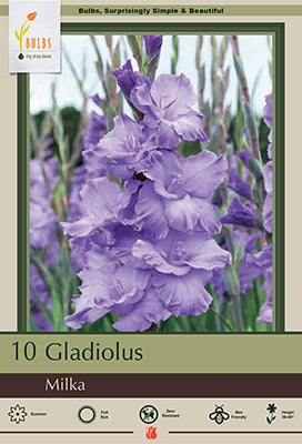 Gladiolus Large Flowering 'Milka'