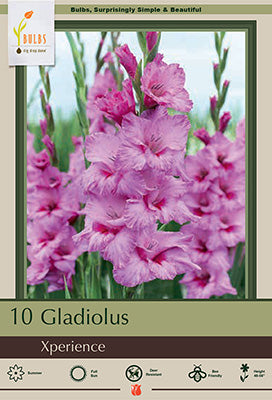 Gladiolus Large Flowering 'Xperience'