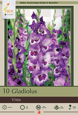 Gladiolus Large Flowering 'Vista'