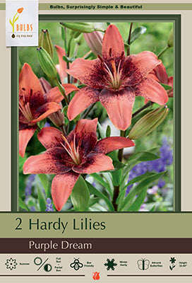 Lilium Asiatic 'Purple Dream'