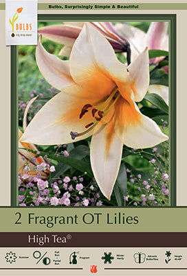 Lilium Oriental Trumpet 'High Tea'