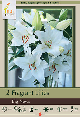 Lilium Oriental 'Big News'
