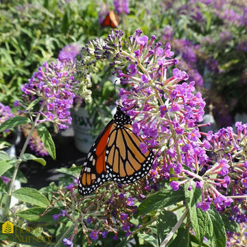 Butterfly Bush - Buddleia x Lo & Behold 'Purple Haze'