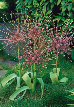 Allium schubertii