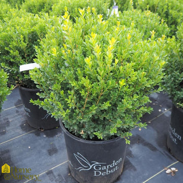 Buxus microphylla japonica Boxwood 'Baby Gem'