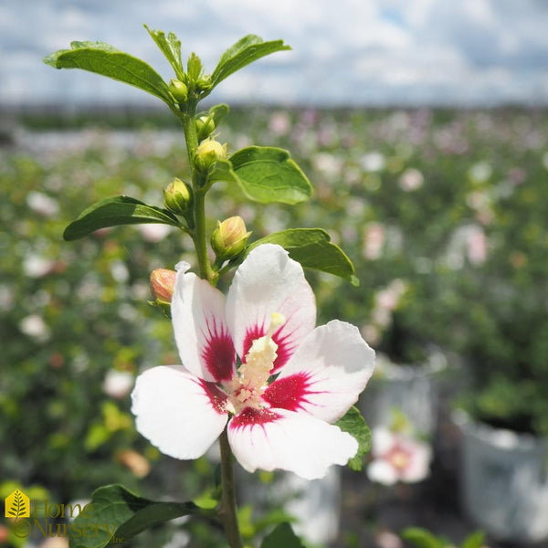 Rose of Sharon - Hibiscus syriacus Lil' Kim
