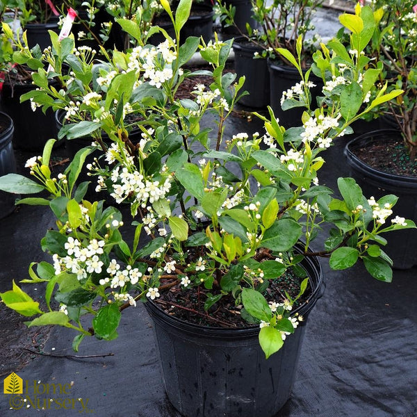 Chokeberry - Aronia melanocarpa Iroquois Beauty