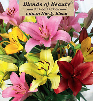 Lilium Asiatic 'Hardy Blend'