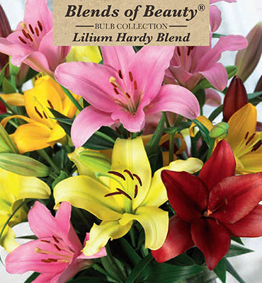Blends of Beauty Lilium Asiatic 'Hardy Blend'