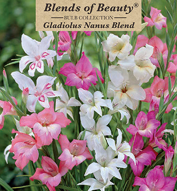 Nanus Hardy Gladiolus 'Blend'