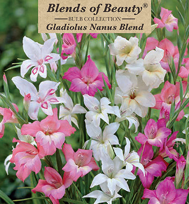 Blends of Beauty Nanus Hardy Gladiolus 'Blend'