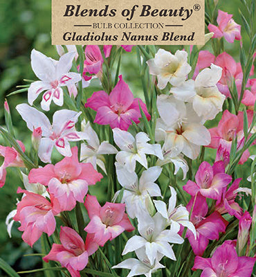 Nanus Hardy Gladiolus 'Blend'