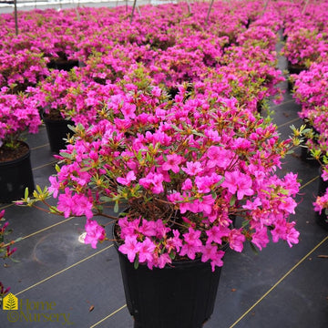 Azalea - Rhododendron x 'Karen'