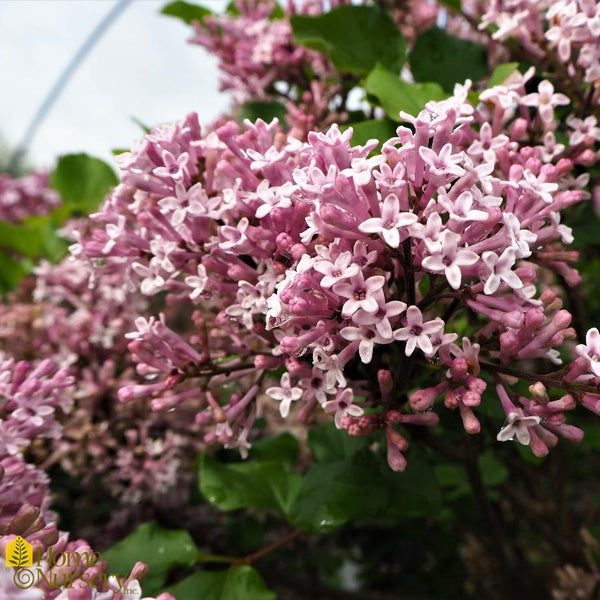Lilac - Syringa meyeri 'Palibin' tree