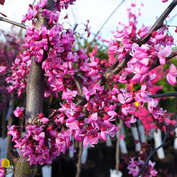Eastern Redbud - Cercis canadensis 'Forest Pansy'