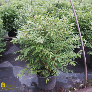 Euonymus alatus 'Compactus'
